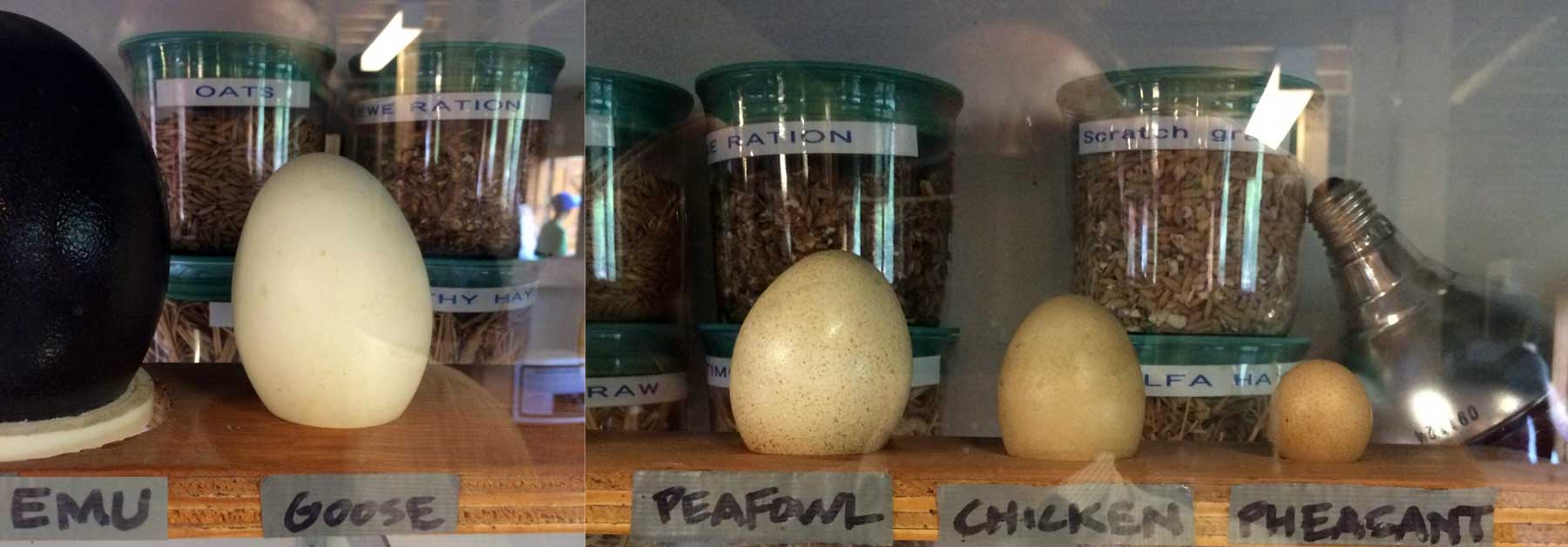 Size comparison of different eggs