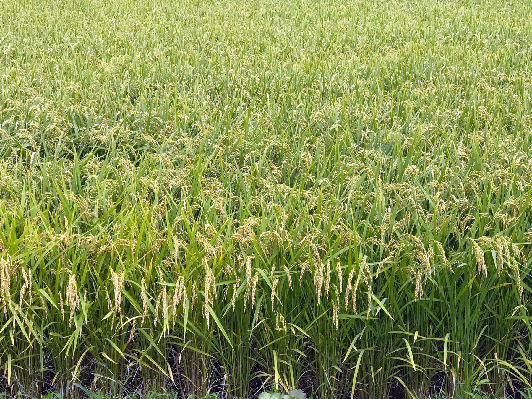 Rice field